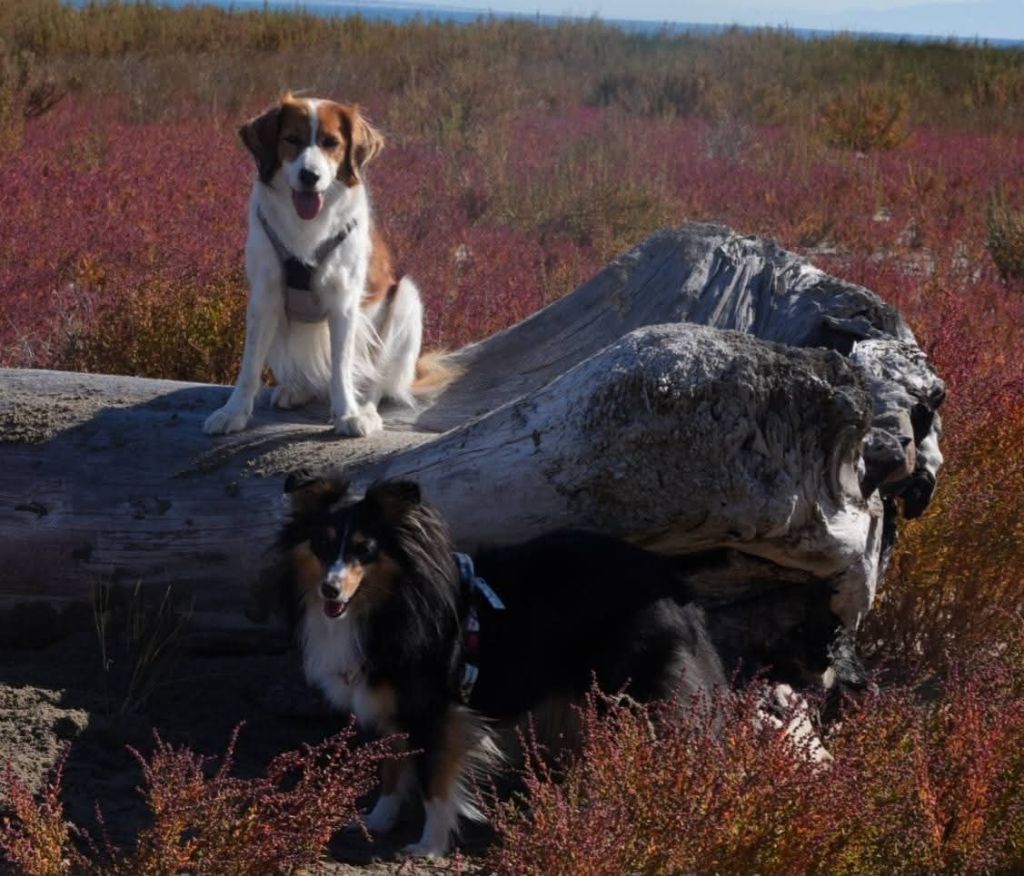 Uria brune des Crocs de Provence