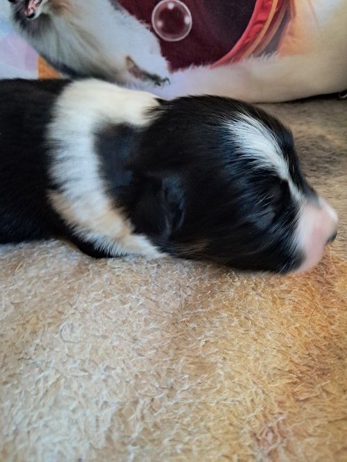 Aslan des Crocs de Provence