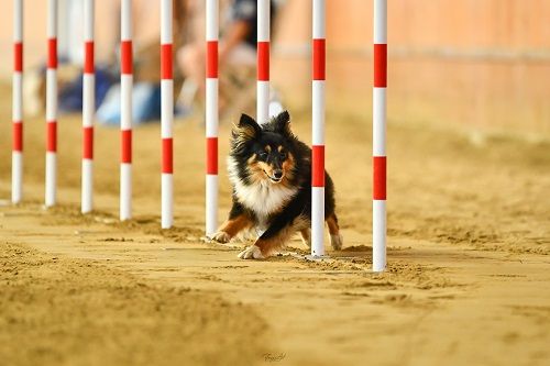 Publication : des Crocs de Provence Auteur : SCF