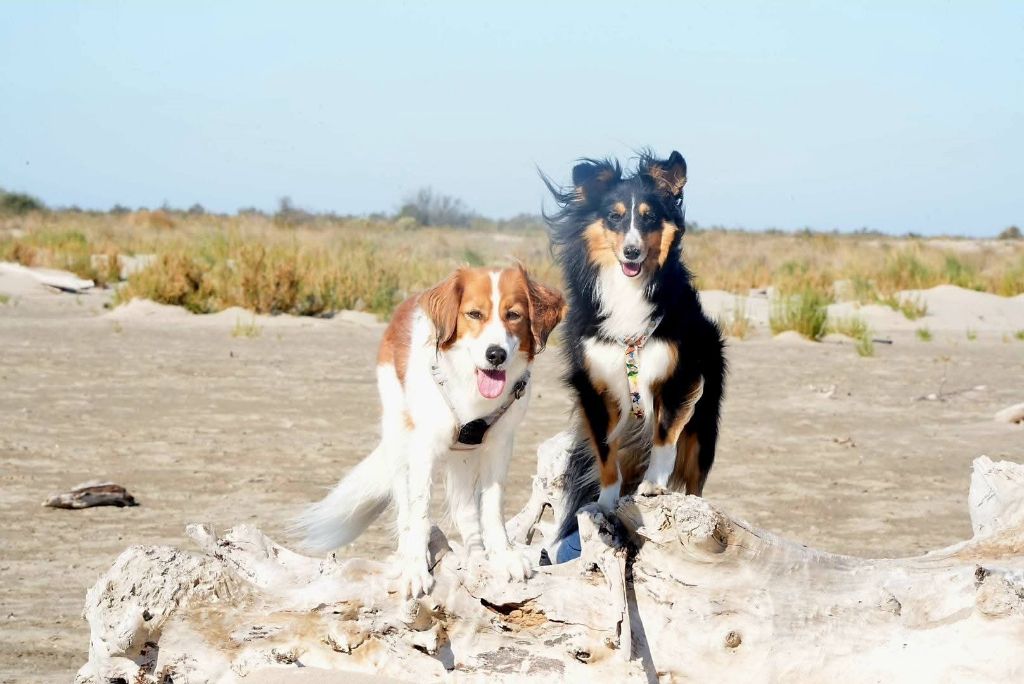 Uria brune des Crocs de Provence