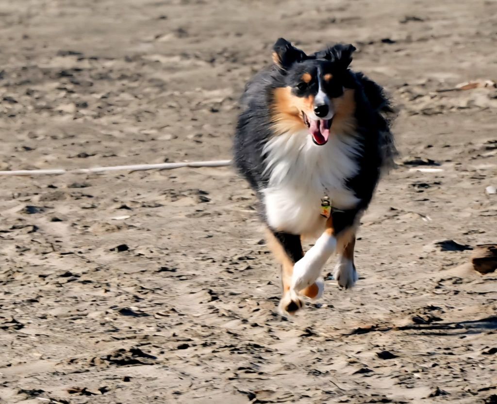 Uria brune des Crocs de Provence