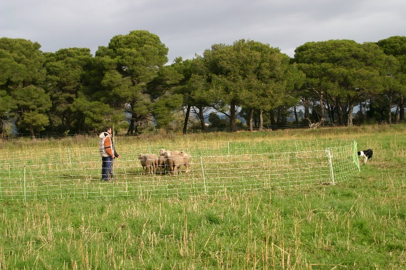 Comète du site de la carrière des plombs