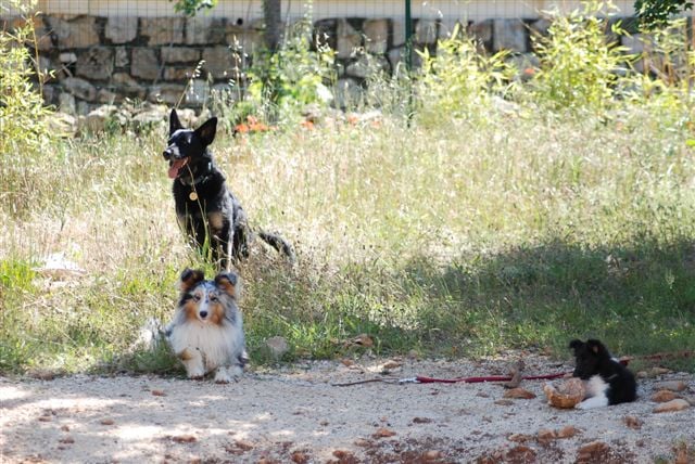 CH. Cheyenne la noire de L'Estérazur du Lac