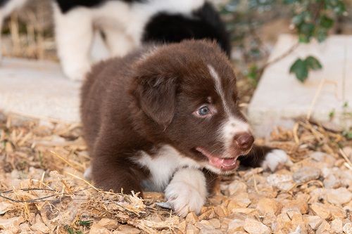 Ace red hawk des Crocs de Provence