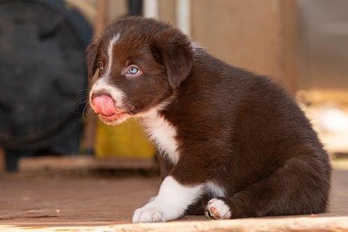 Ace red hawk des Crocs de Provence