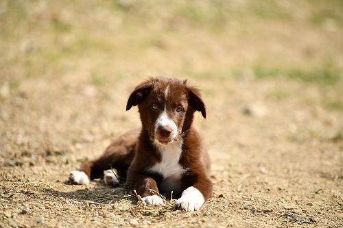 Ace red hawk des Crocs de Provence
