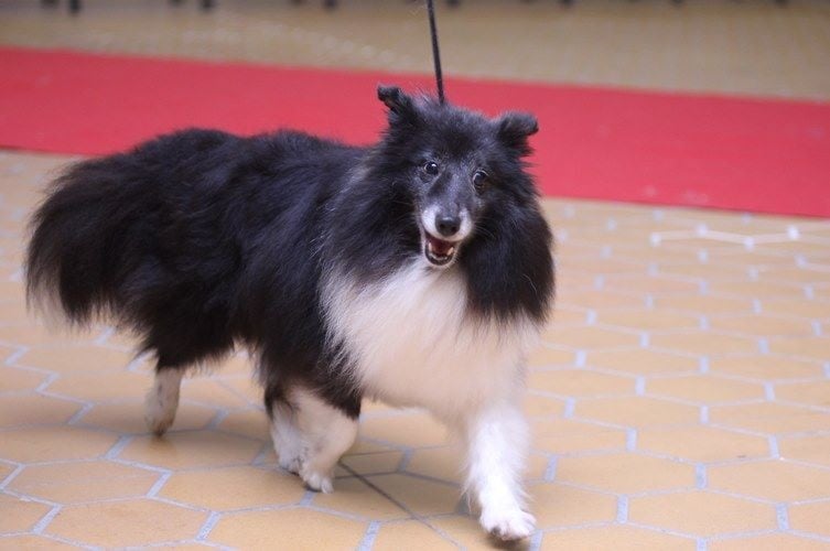 CH. Cheyenne la noire de L'Estérazur du Lac