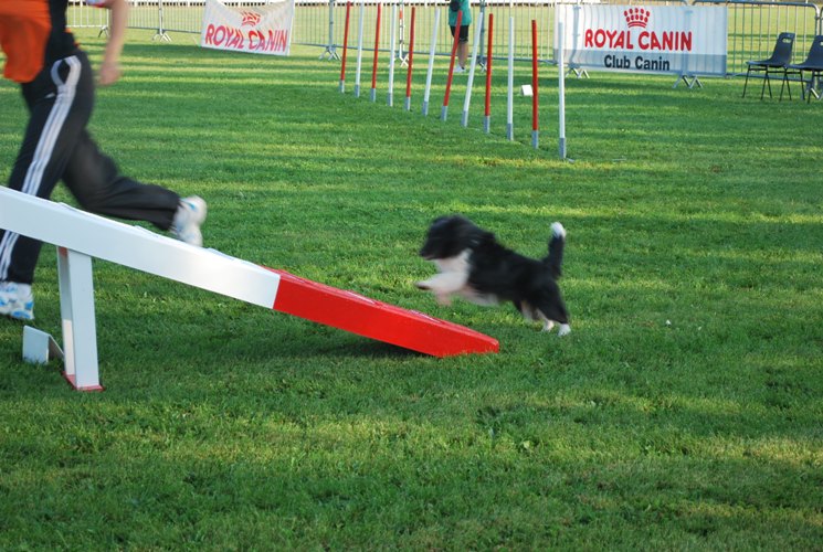 CH. Cheyenne la noire de L'Estérazur du Lac