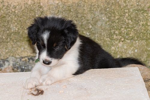 Aslan des Crocs de Provence