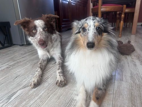 Vaban le prince rebelle bleu des Crocs de Provence