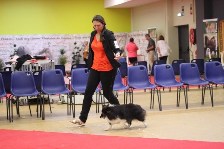 CH. Cheyenne la noire de L'Estérazur du Lac