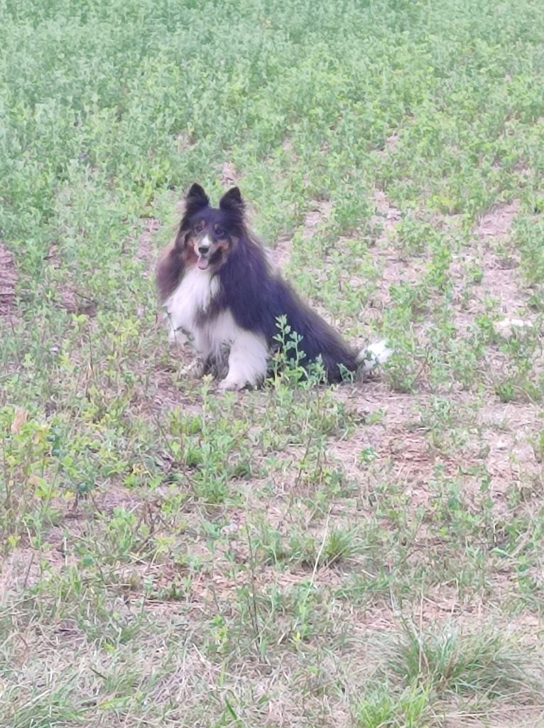 Roxane brune des Crocs de Provence