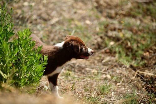 Ace red hawk des Crocs de Provence