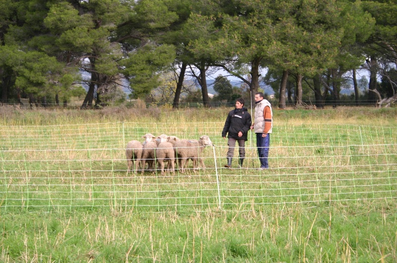 Comète du site de la carrière des plombs