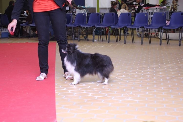 CH. Cheyenne la noire de L'Estérazur du Lac