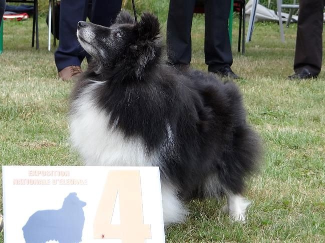 CH. Cheyenne la noire de L'Estérazur du Lac