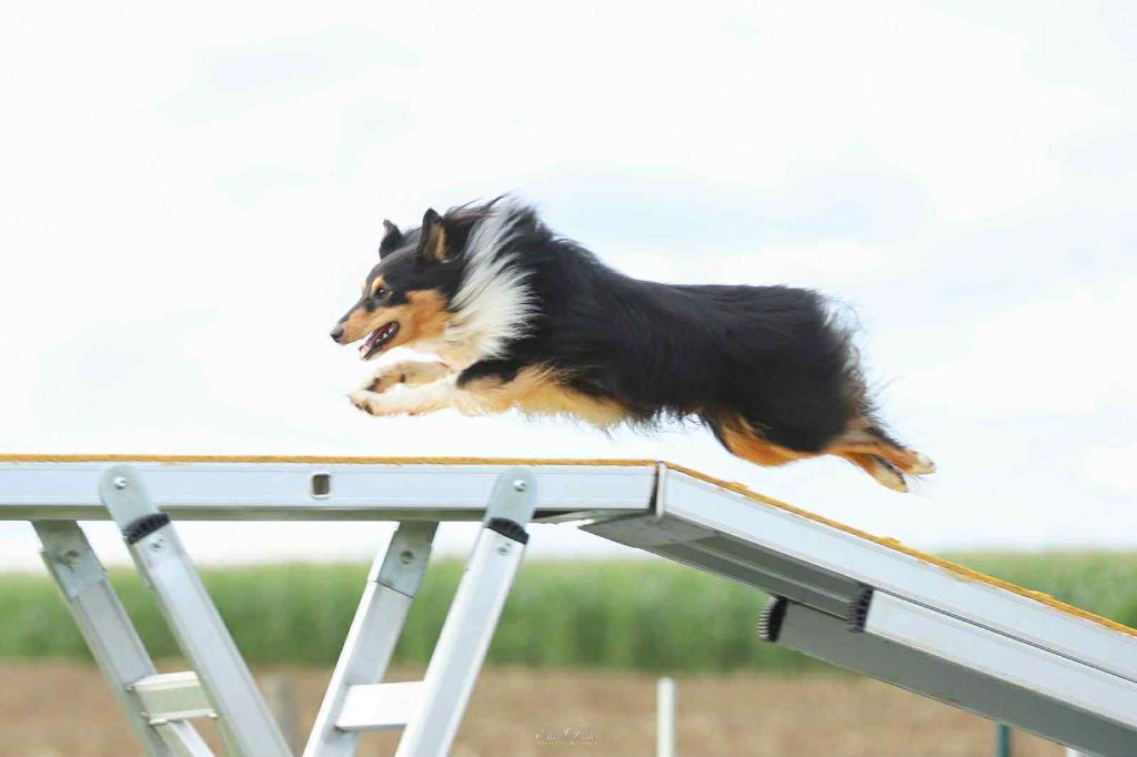 Umealven brun des Crocs de Provence