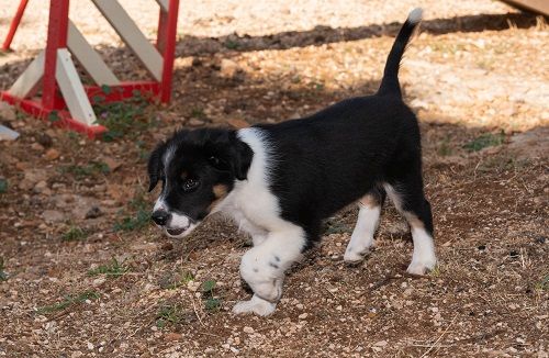 Aslan des Crocs de Provence