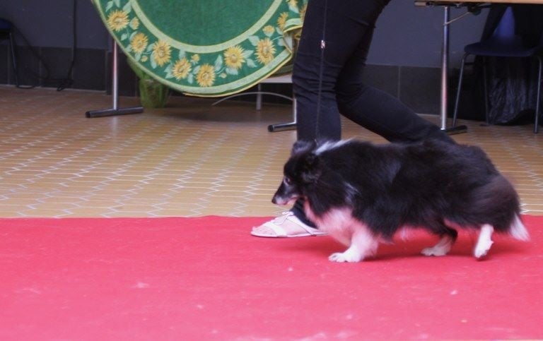 CH. Cheyenne la noire de L'Estérazur du Lac