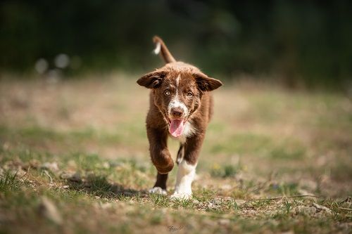 Ace red hawk des Crocs de Provence