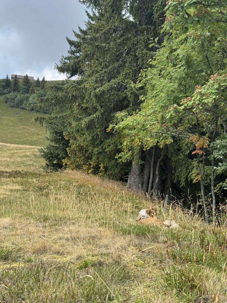 Vaïka dorée des Crocs de Provence