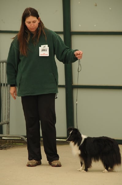 CH. Flèche noire du grand pré d 'ortignac