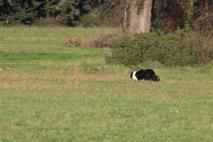 Comète du site de la carrière des plombs