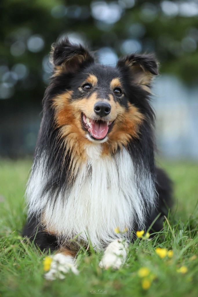 Umealven brun des Crocs de Provence