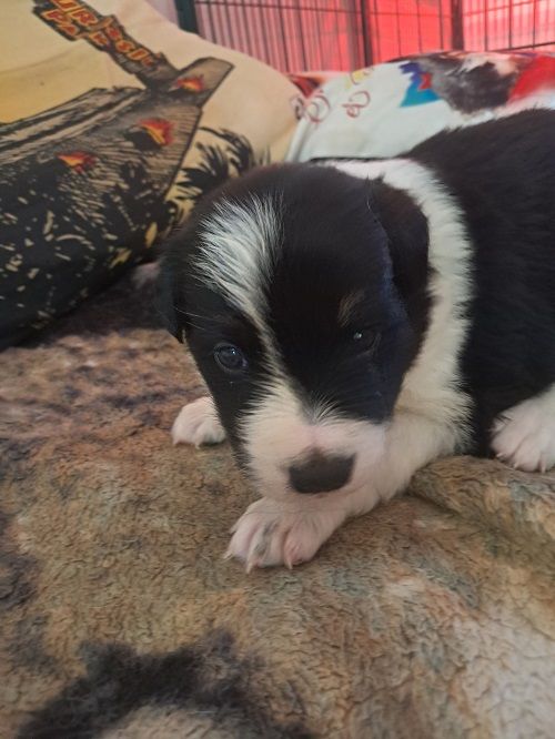 Aslan des Crocs de Provence