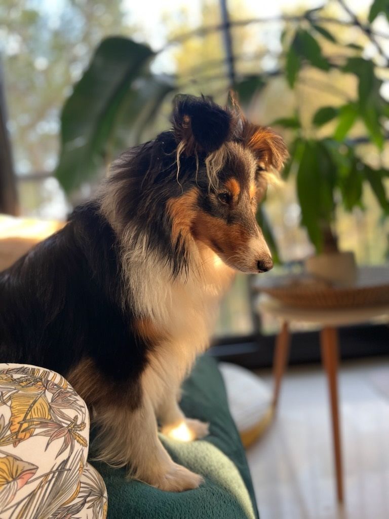 Venga brune des Crocs de Provence