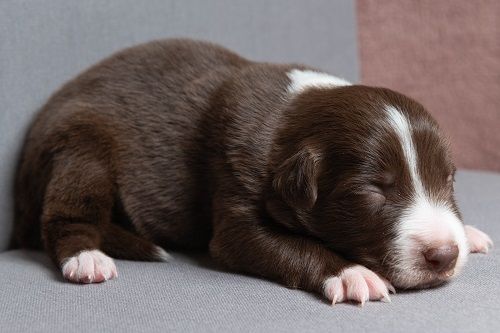 Ace red hawk des Crocs de Provence