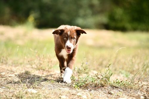 Ace red hawk des Crocs de Provence
