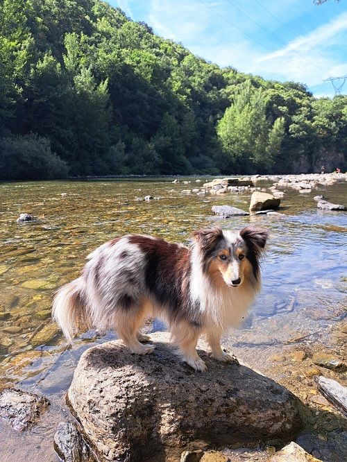 Osanna blue des Crocs de Provence