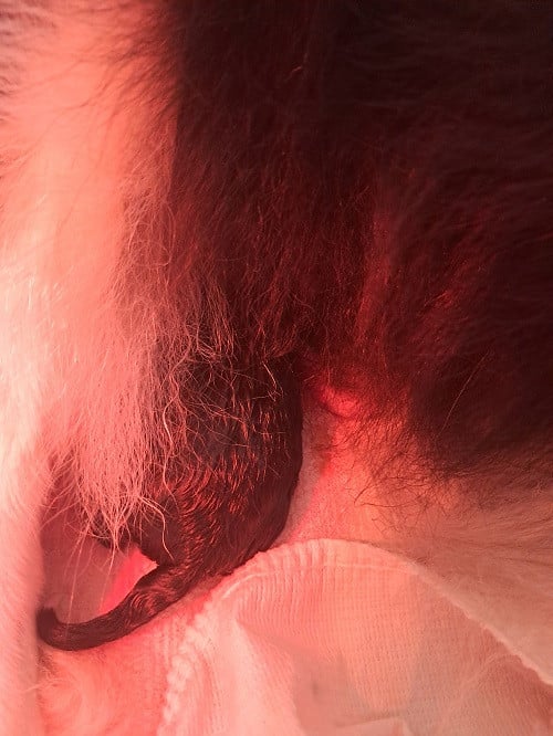 Chiot N°1 - Shetland Sheepdog