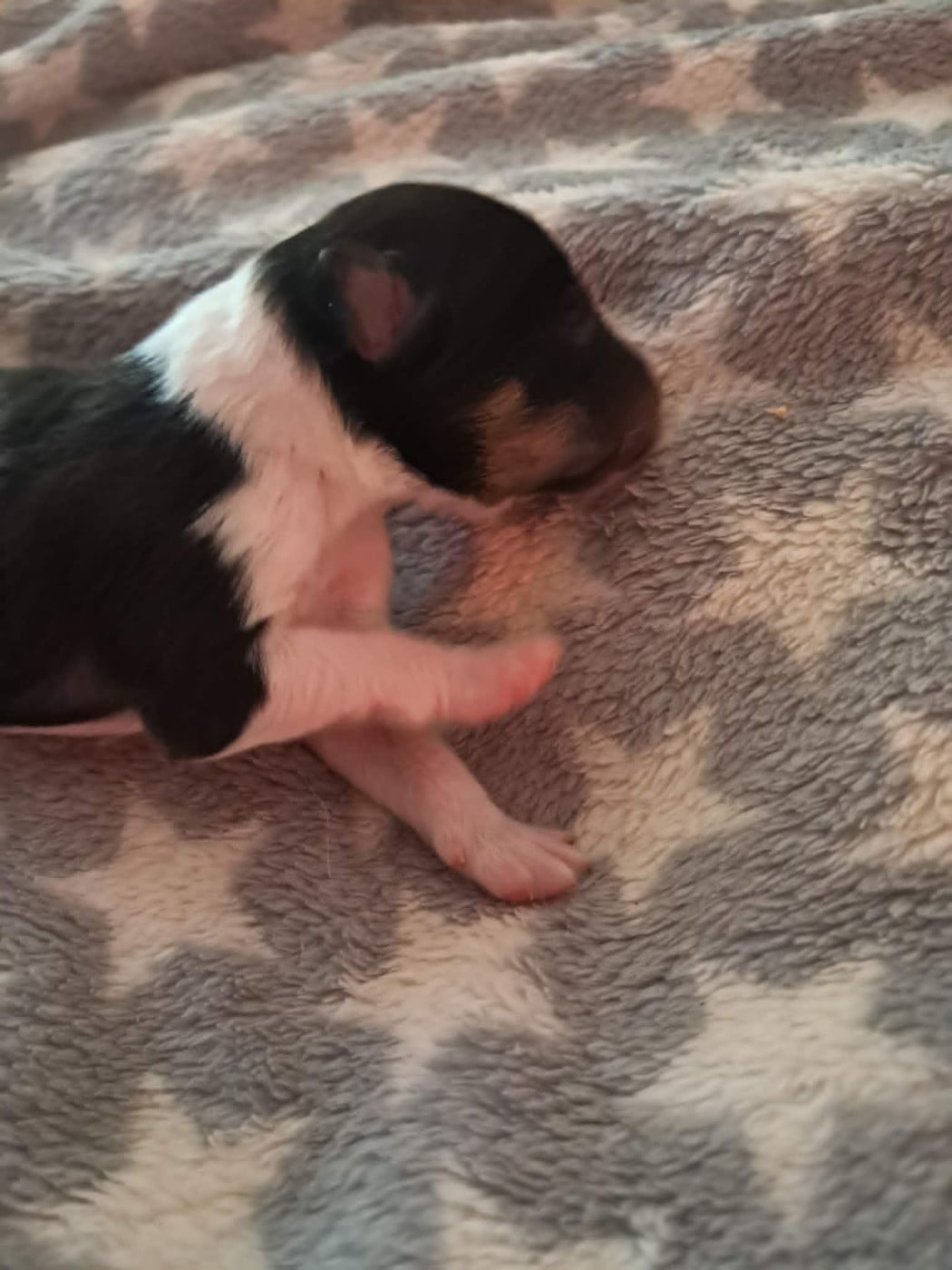 Chiot N°1 - Shetland Sheepdog