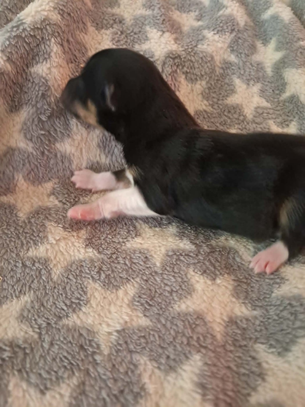 Bonnie Brune des Crocs de Provence - Shetland Sheepdog