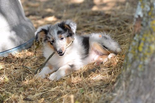 Nuage de Magellan bleu