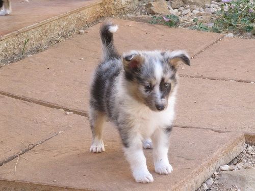 N'Twiggy Ramirez bleu