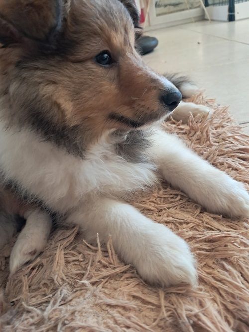 Vakanda la Legende Sioux Dorée