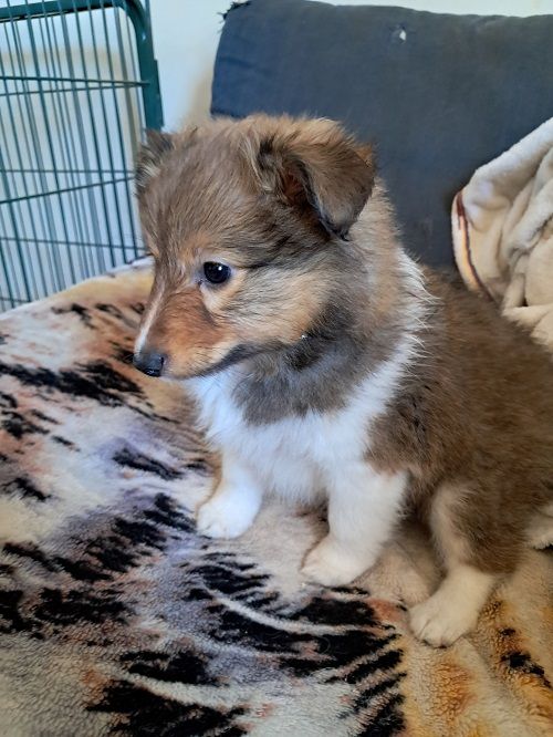 Vakanda la Legende Sioux Dorée