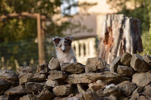Nuage de Magellan bleu