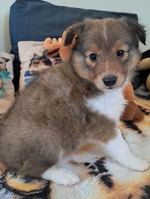 Vaïa Dorée des Crocs de Provence