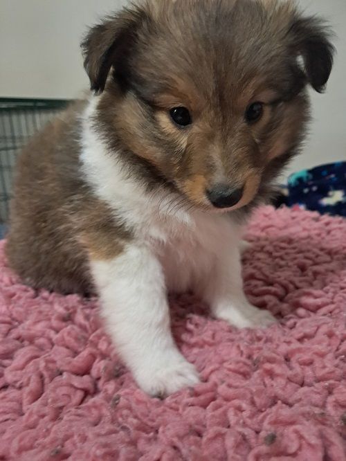 Vakanda la Legende Sioux Dorée