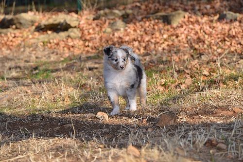 Naerys Fire Demoniak bleue