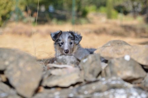 Nuage de Magellan bleu