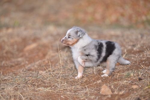 Naerys Fire Demoniak bleue