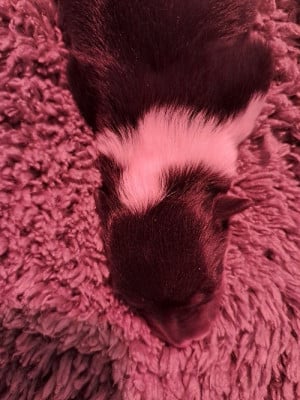 Les chiots de Shetland Sheepdog