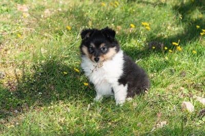 Les chiots de Shetland Sheepdog