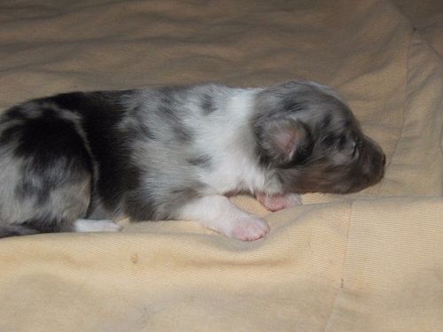 N'Twiggy Ramirez bleu