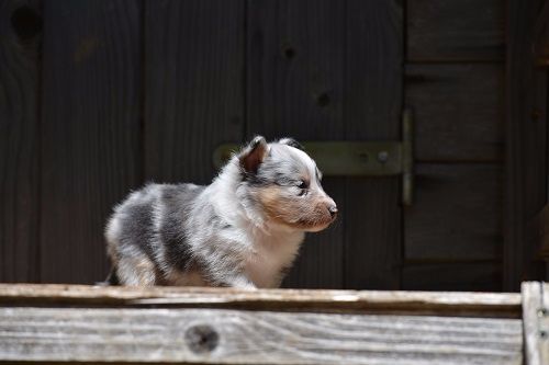 N'Twiggy Ramirez bleu